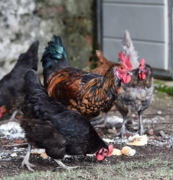 Un brote de gripe aviar en una granja de Lleida activa la [...]