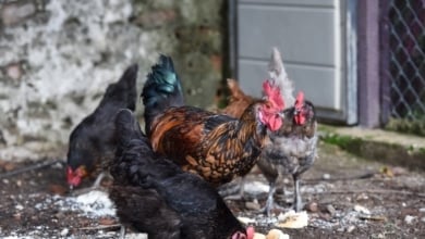 Un brote de gripe aviar en una granja de Lleida activa la alerta sanitaria