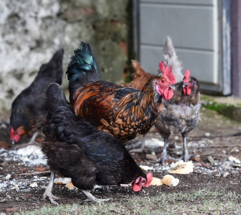 Un brote de gripe aviar en una granja de Lleida activa la alerta sanitaria