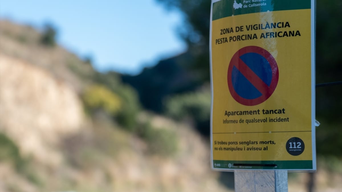 Se eleva a trece el número de jabalíes infectados por peste porcina en Cataluña