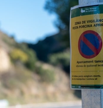 Se eleva a trece el número de jabalíes infectados por peste porcina [...]