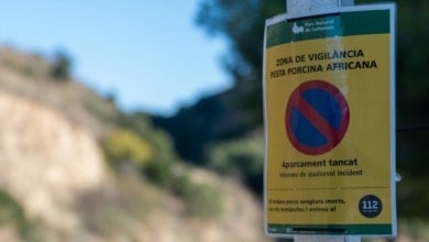 Se eleva a trece el número de jabalíes infectados por peste porcina en Cataluña