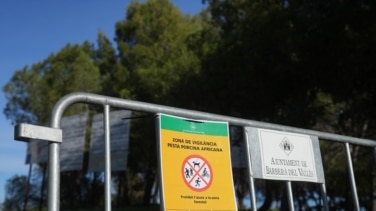 El Ministerio de Agricultura investiga si el brote de peste porcina en Cataluña pudo originarse en un laboratorio