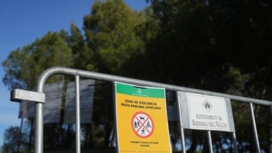 El Ministerio de Agricultura investiga si el brote de peste porcina en Cataluña pudo originarse en un laboratorio