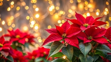 Lo que debes hacer para poner más rojas las hojas de la flor de Pascua