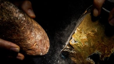 Las mejores fotos científicas de 2025