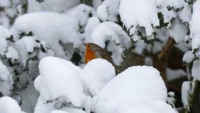 El tiempo en Nochebuena y Navidad: serán los días más fríos desde 2010 con nieve y carreteras afectadas