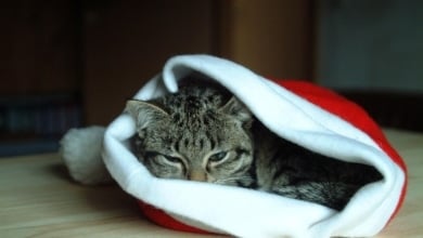 Fiestas con cola y bigotes: el auge de incluir a las mascotas en la Navidad