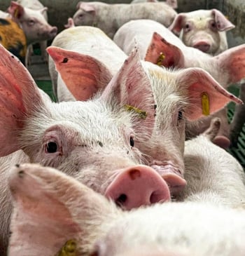 Peste porcina: "Hay seguridad absoluta" para comer jamón y chorizo tranquilamente en [...]