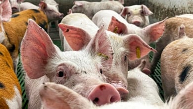 Peste porcina: "Hay seguridad absoluta" para comer jamón y chorizo tranquilamente en Navidad