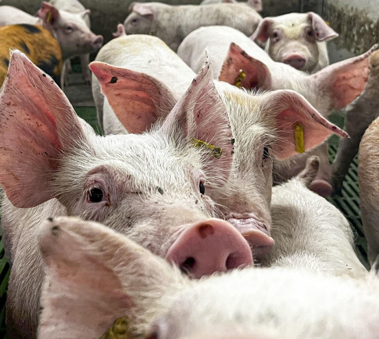 Peste porcina: "Hay seguridad absoluta" para comer jamón y chorizo tranquilamente en Navidad