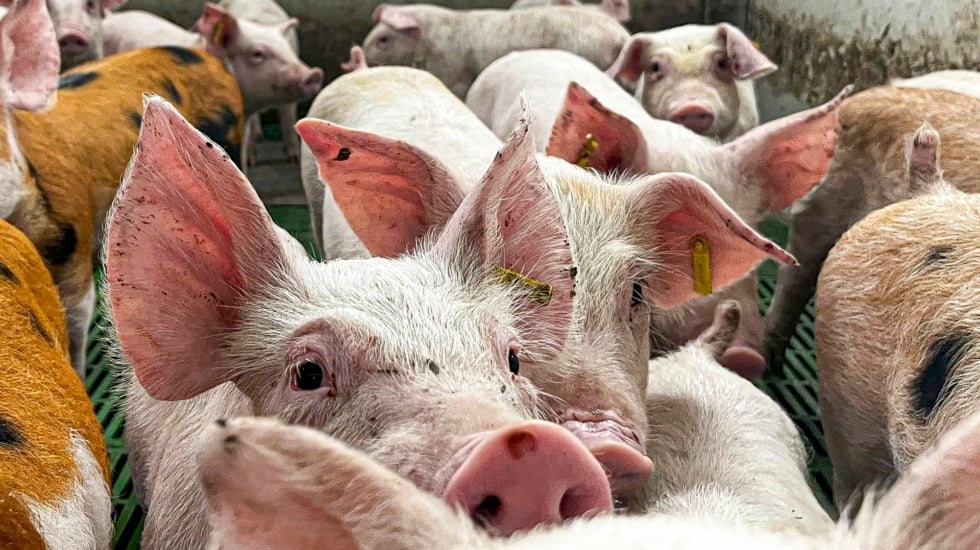 Peste porcina: "Hay seguridad absoluta" para comer jamón y chorizo tranquilamente en Navidad