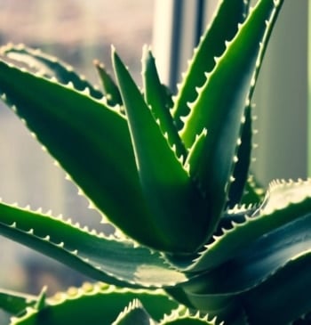 Plantas hierbas dolores musculares