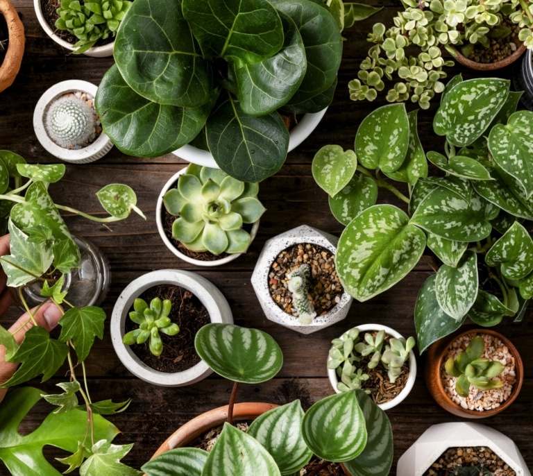 La planta que todos tenemos en casa y casi nadie sabe que es tóxica