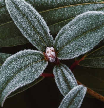Así es como debes proteger las plantas del frío