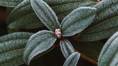 Así es como debes proteger las plantas del frío