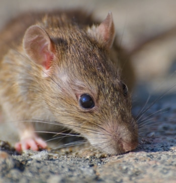 Un estudio en ratones abre nuevas vías para combatir el envejecimiento