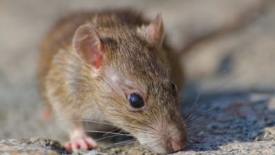 Un estudio en ratones abre nuevas vías para combatir el envejecimiento