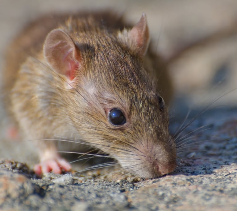 Un estudio en ratones abre nuevas vías para combatir el envejecimiento