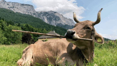 Veronika, la parda suiza que desafía todo lo que sabemos sobre las vacas
