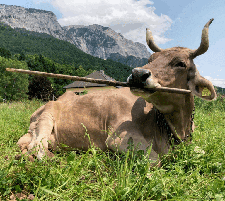 Veronika, la parda suiza que desafía todo lo que sabemos sobre las vacas