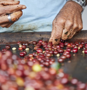 Así nació el café: la historia de un pastor, sus cabras y [...]