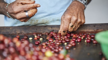 Así nació el café: la historia de un pastor, sus cabras y unas bayas misteriosas