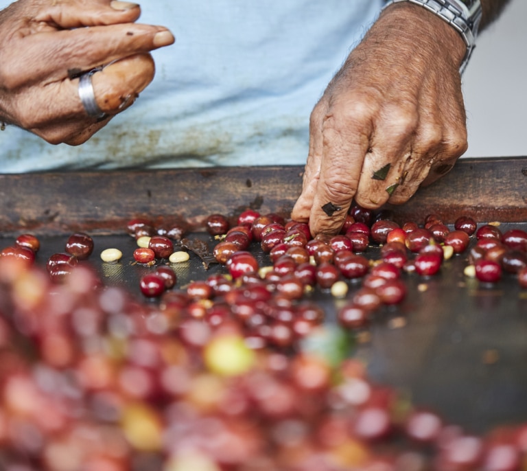 Así nació el café: la historia de un pastor, sus cabras y unas bayas misteriosas