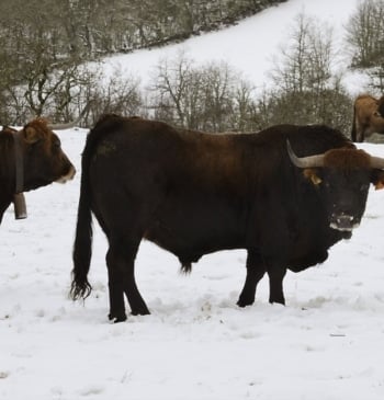 La gripe aviar llega a las vacas europeas