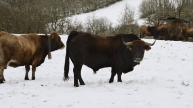 La gripe aviar llega a las vacas europeas