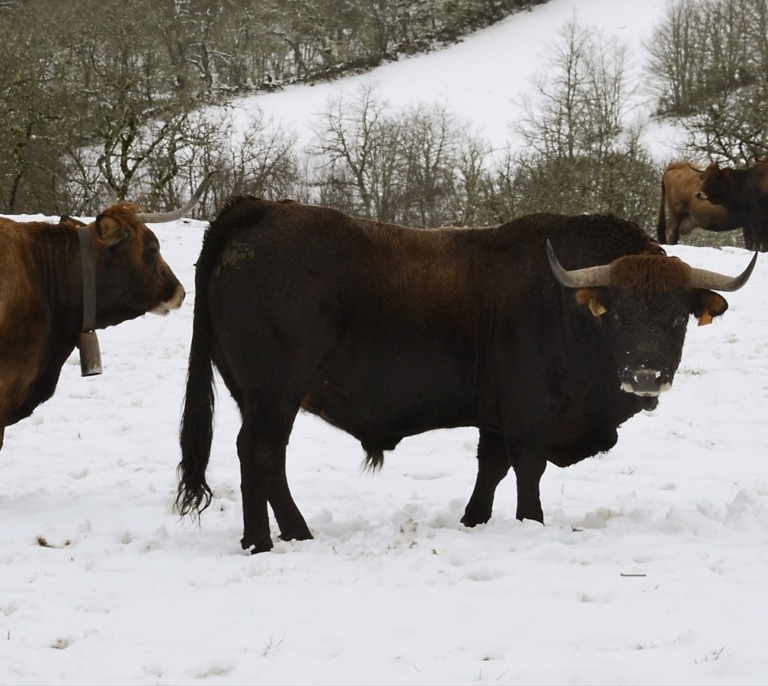 La gripe aviar llega a las vacas europeas