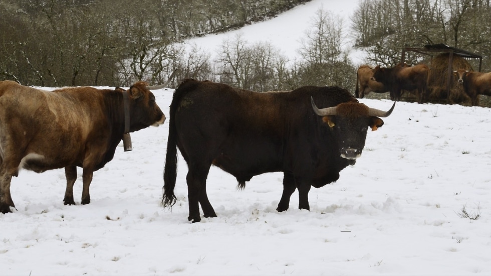 La gripe aviar llega a las vacas europeas