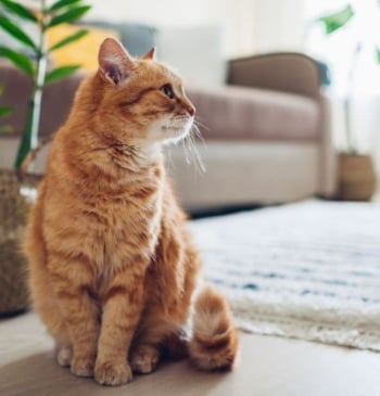 Esta es la raza de gatos que está prohibiendo la Unión Europea