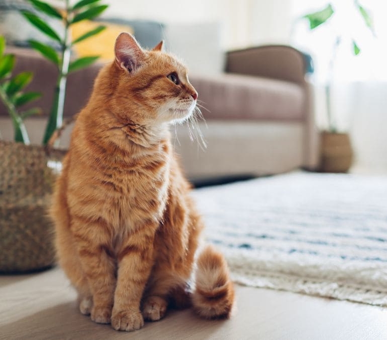 Esta es la raza de gatos que está prohibiendo la Unión Europea