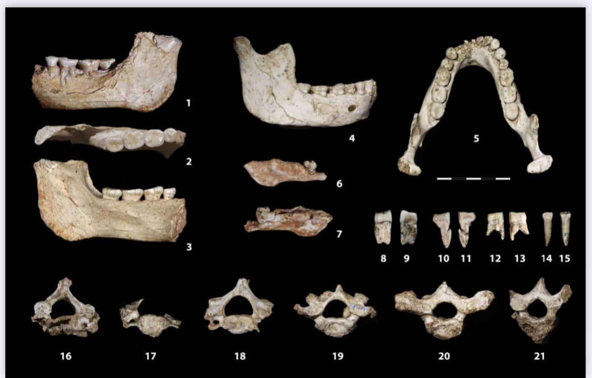 Mandíbulas y otros restos óseos hallados en el yacimiento de Casablanca.