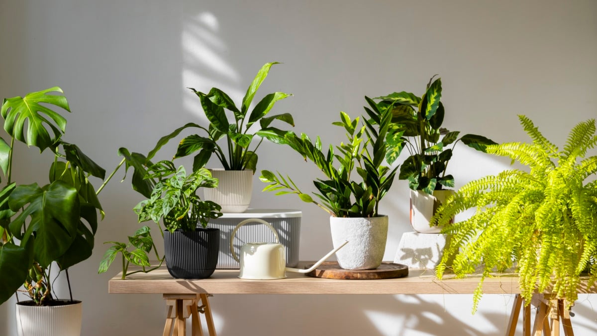 Plantas de interior.