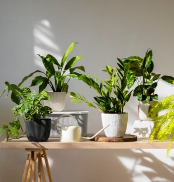 Las plantas que debes tener en casa si tienes mascotas