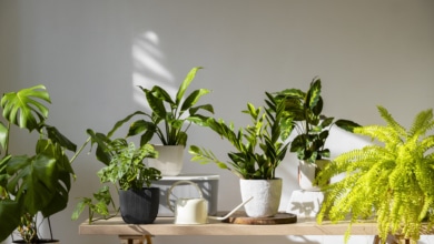 Las plantas que debes tener en casa si tienes mascotas