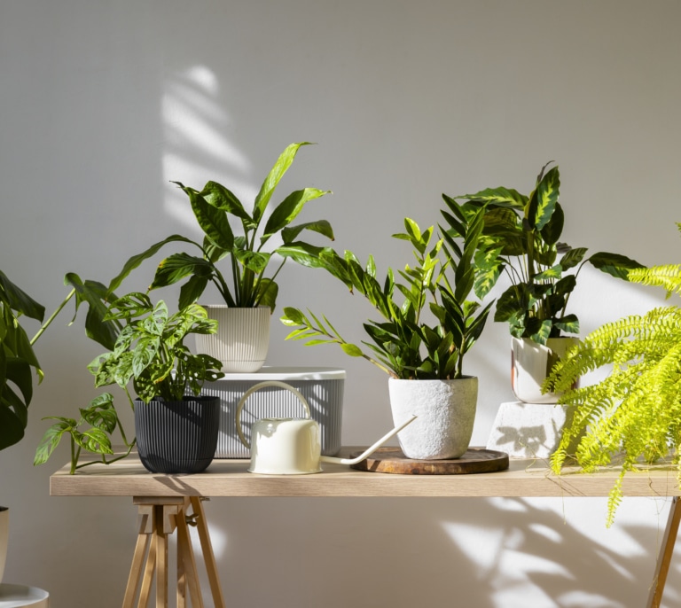 Las plantas que debes tener en casa si tienes mascotas