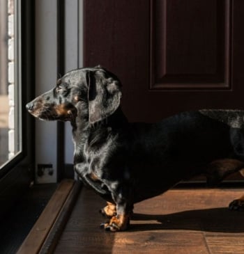 Este es el tiempo máximo que puedes dejar sola en casa a [...]