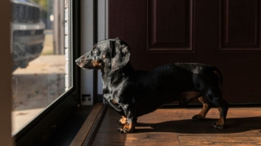 Un estudio señala que España invierte menos que otros países en sus mascotas