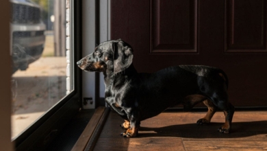 Este es el tiempo máximo que puedes dejar sola en casa a tu mascota