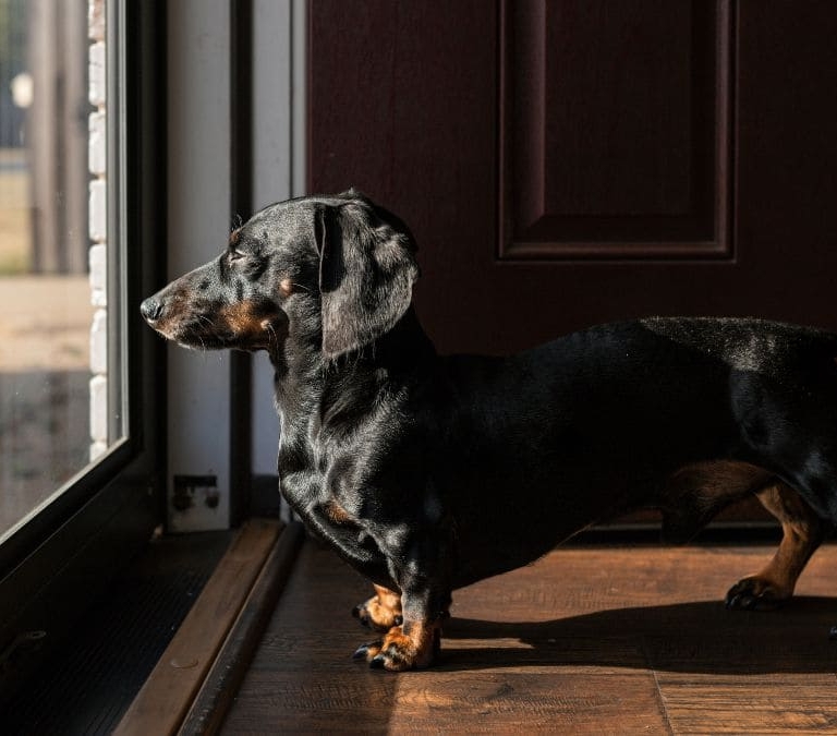 Este es el tiempo máximo que puedes dejar sola en casa a tu mascota