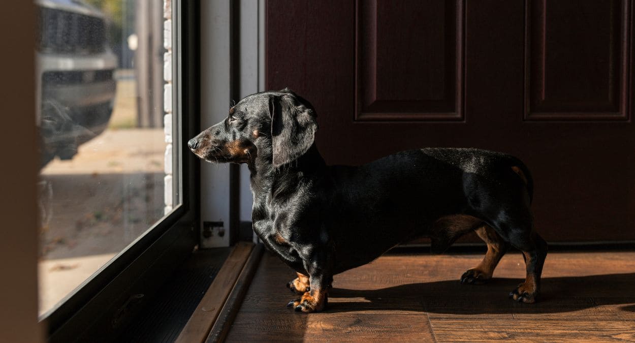 Un estudio señala que España invierte menos que otros países en sus mascotas