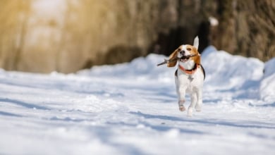 La forma más efectiva de proteger las patas de las mascotas de la nieve