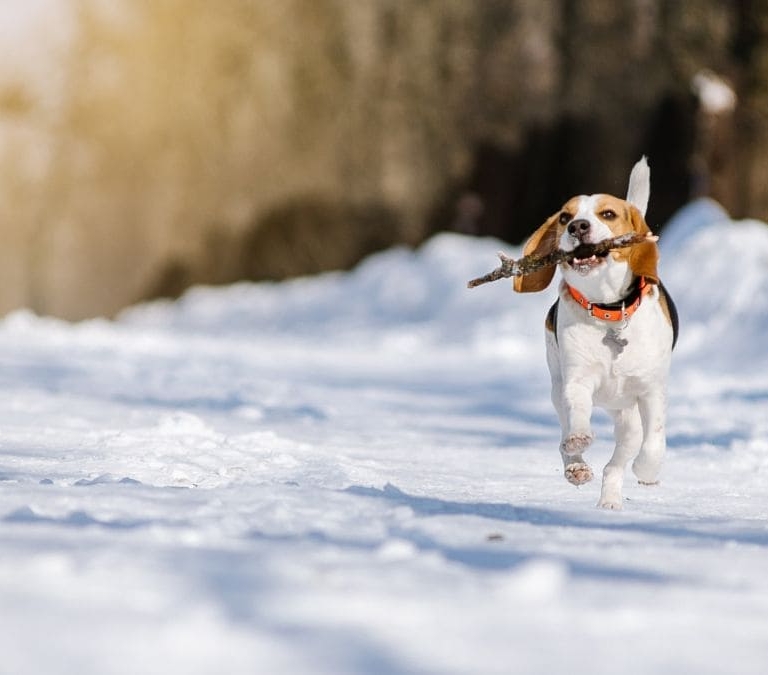 La forma más efectiva de proteger las patas de las mascotas de la nieve