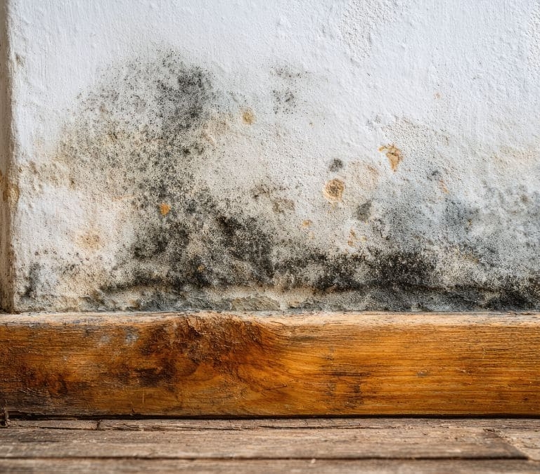 La mezcla viral para acabar con el moho negro de las paredes