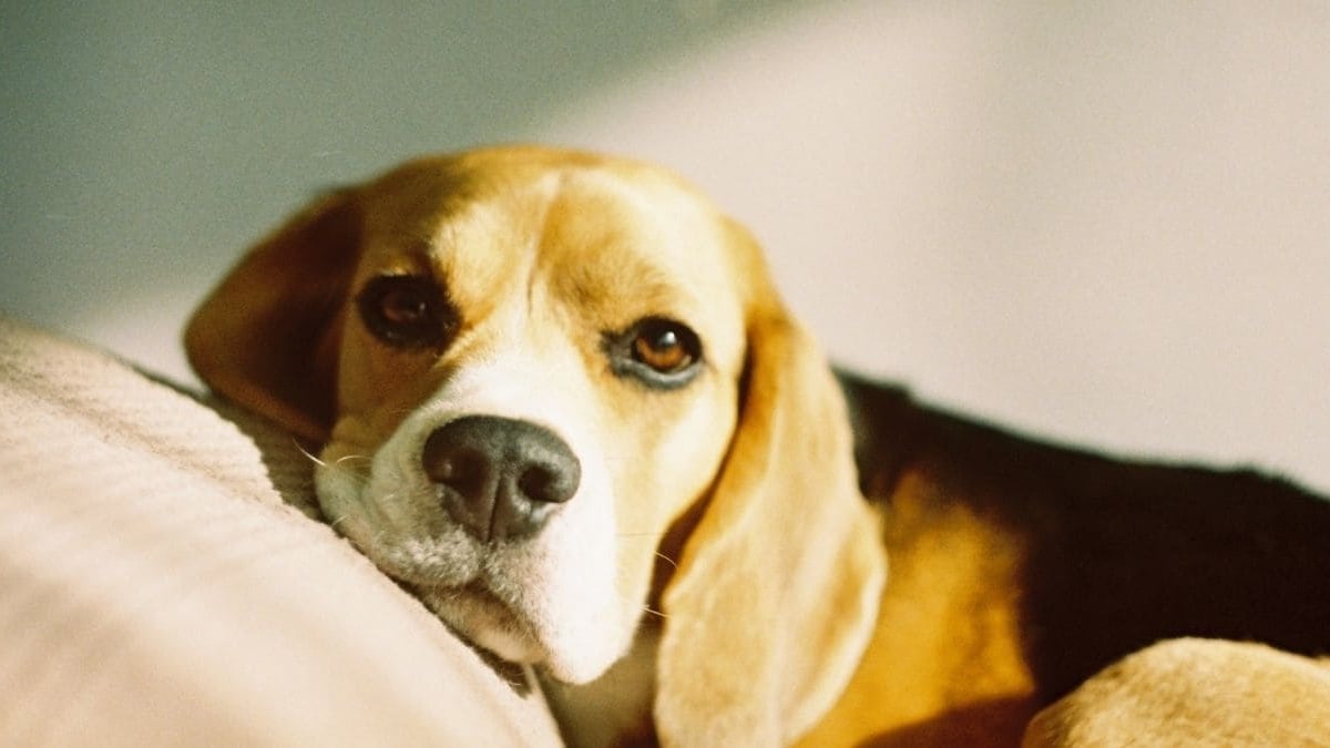 Norma mascotas Unión Europea