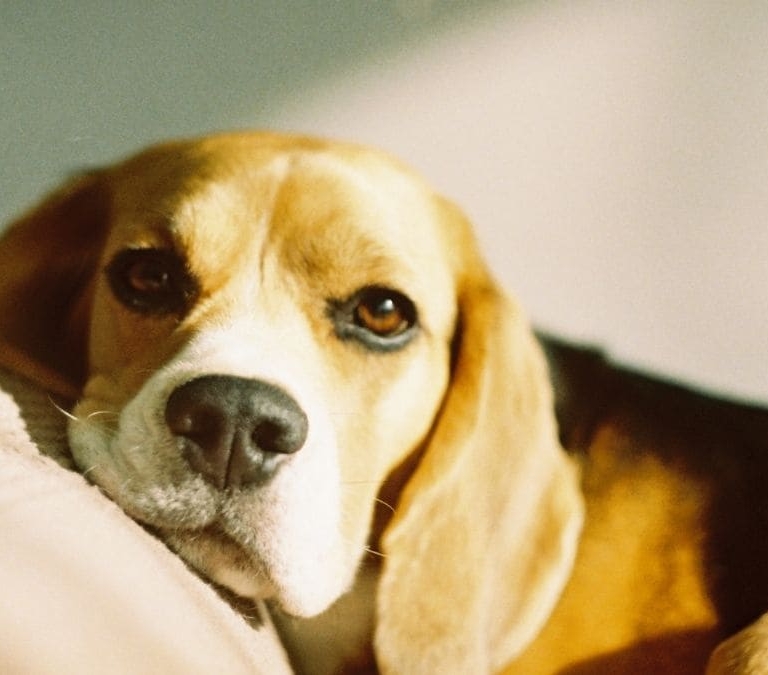 Entra en vigor la primera norma Europea que afecta a la identificación de las mascotas