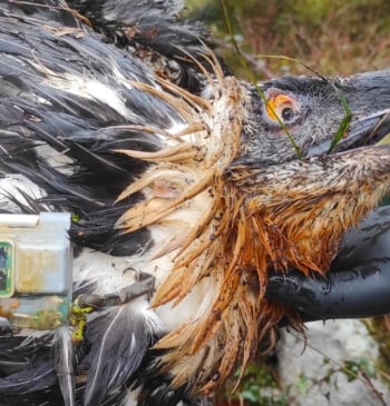 Muere envenenado el quebrantahuesos 'Centenario', la esperanza de la especie en los [...]